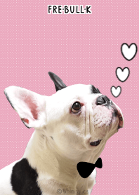 こっちゃん ＠ペットグランプリ ver.