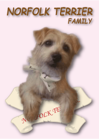 Norfolk Terrier family