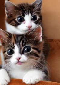 Cats run wild #CRVR324.