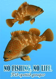 REDSPOTTED GROUPER (1)