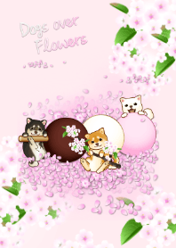 Dogs over Flowers (cherry blossoms)