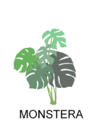 モンステラ