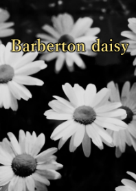 Barberton daisy Theme