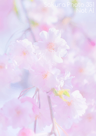 Sakura Photo 351 Not AI