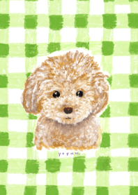 Toy Poodle and Green Check