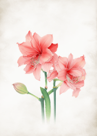 美麗的百合花