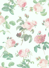 กุหลาบคลาสสิค8