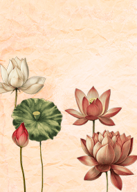 vintage lotus flower