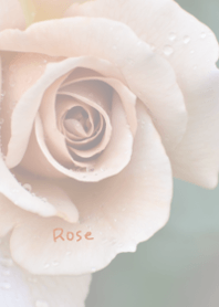 Rose Theme 3