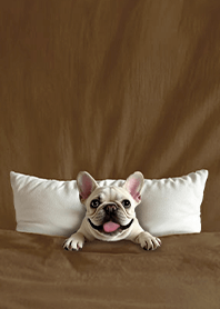 สนุกผ้าห่มนวมผ้าฝ้าย-เฟรนช์บูลด็อก 1i