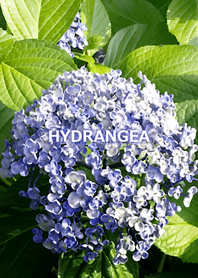 HYDRANGEA-あじさい