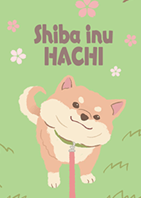 Shiba inu HACHI & SAKURA