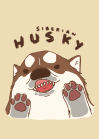 Taro Siberian Husky