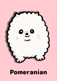 White pomeranian theme