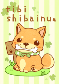 tibi shibainu