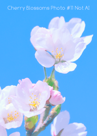 Cherry Blossoms Photo #11-9 NotAI