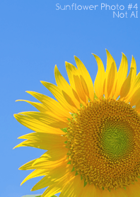 Sunflower Photo #4-2 NotAI