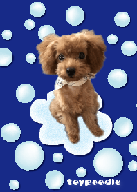 Toy poodle Haru chan @ pet Grand Prix