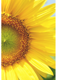 ＝Sunflower＝ 20