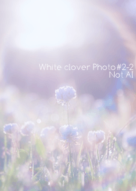 White clover Photo #2-2 Not AI