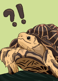 可愛烏龜