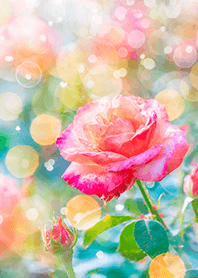 Beautiful rose flower(R2725)