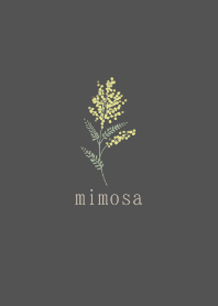 mimosa simple black