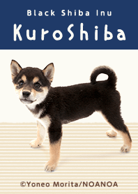 黒柴です。