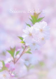 SakuraBokeh 18