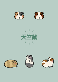 我養的虛擬天竺鼠(輕薄荷)