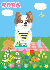 Chihuahua Sora's cute picnic
