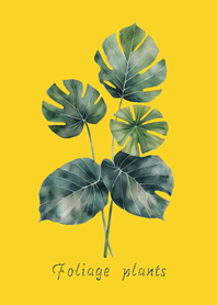 Elegant foliage plant(egg yellow)