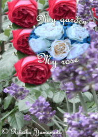My garden, My rose_Rouge Pierre_2