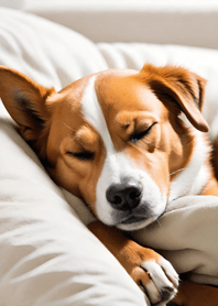 Sleeping Cat and Dog 5fe2r