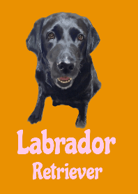 Labrador Retriever1