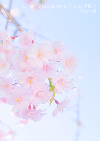 Cherry Blossoms Photo #16-9 Not AI