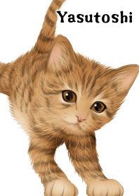 Yasutoshi Cute Tiger cat kitten