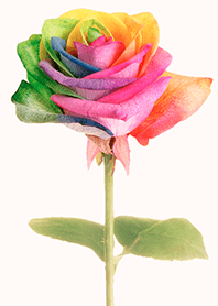 Rainbow rose simple from Japan