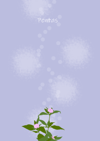 September's birth flower, Pentas