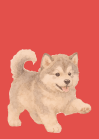 Alaskan Malamute puppy red