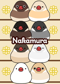 Nakamura Round and cute Java sparrow