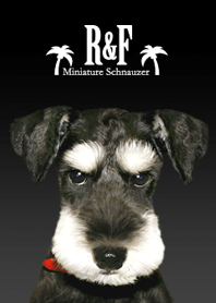 シュナウザー犬ロッキーと仲間たちリアル黒