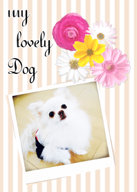 *my lovely Dog