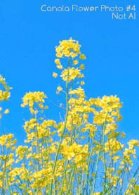 Canola Flower Photo #4-13 NotAI