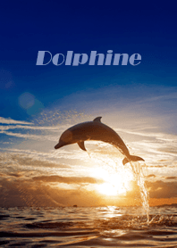 夕陽下跳躍的海豚與海洋風景