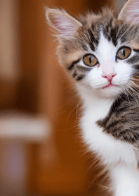 nyanko great runaway#cexam06