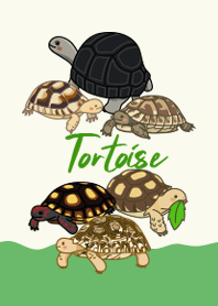 Tortoise Life