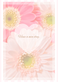 Gerbera Theme -2024- 1