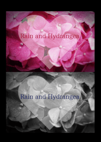 - Rain and Hydrangea - 5 #fresh
