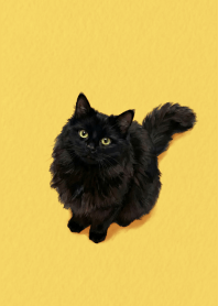 Black Cat Yellow theme
